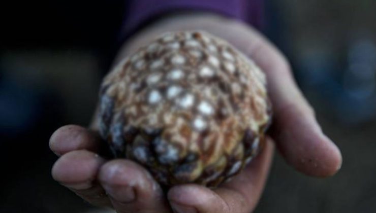 Bu Meyvenin Ağacını Diken Oluk Oluk Para Kazanıyor! Her Mevsim Yetişip Hasat Veriyor