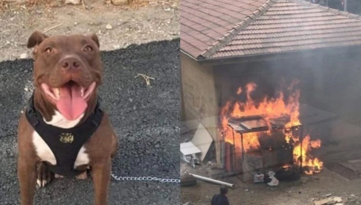 Yakarak Öldürmüştü! Şila’nın Katiline 4 Yıl Hapis