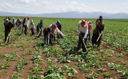 Cumhurbaşkanlığı’ndan Mevsimlik Tarım İşçilerine Yönelik Yeni Genelge