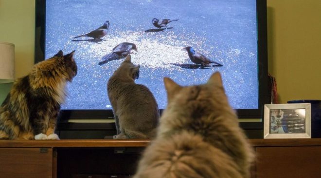 Kedi ve Köpekler Televizyon İzlerken Bunları Görüyor: Şaşıracaksınız!