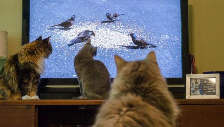 Kedi ve Köpekler Televizyon İzlerken Bunları Görüyor: Şaşıracaksınız!