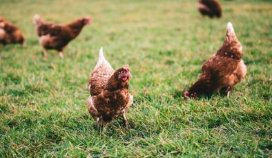 Tavuk ,İpek Yolu’nun Yumurtalı Yolcusu : Tavuğun Evcilleşmesi Küreselleşmenin İlk Adımı