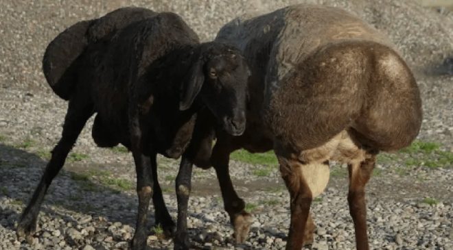 Türkiye’den Tacikistan’a, İklim Değişikliğine Uyum Sağlayabilen Hisar Koyunlarına Büyük Talep