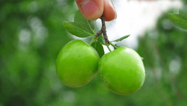 Papaz Eriği Hasadı Başladı: Yeni Sezonun Kilo Fiyatı Belli Oldu