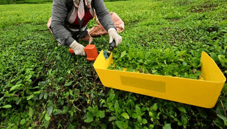 Trabzon’da Çay Üreticileri, İlk Sürgün Mayıs Hasadına Başladı