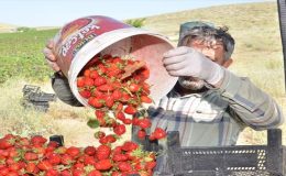 Deprem Felaketi Sonrası Umut Işığı :  Kahramanmaraş’ın Kıraç Toprakları Çilek Üretimiyle Canlanıyor