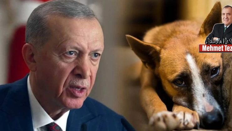 Yasal kabul edildi: Köpekleri öldürecek miyiz?