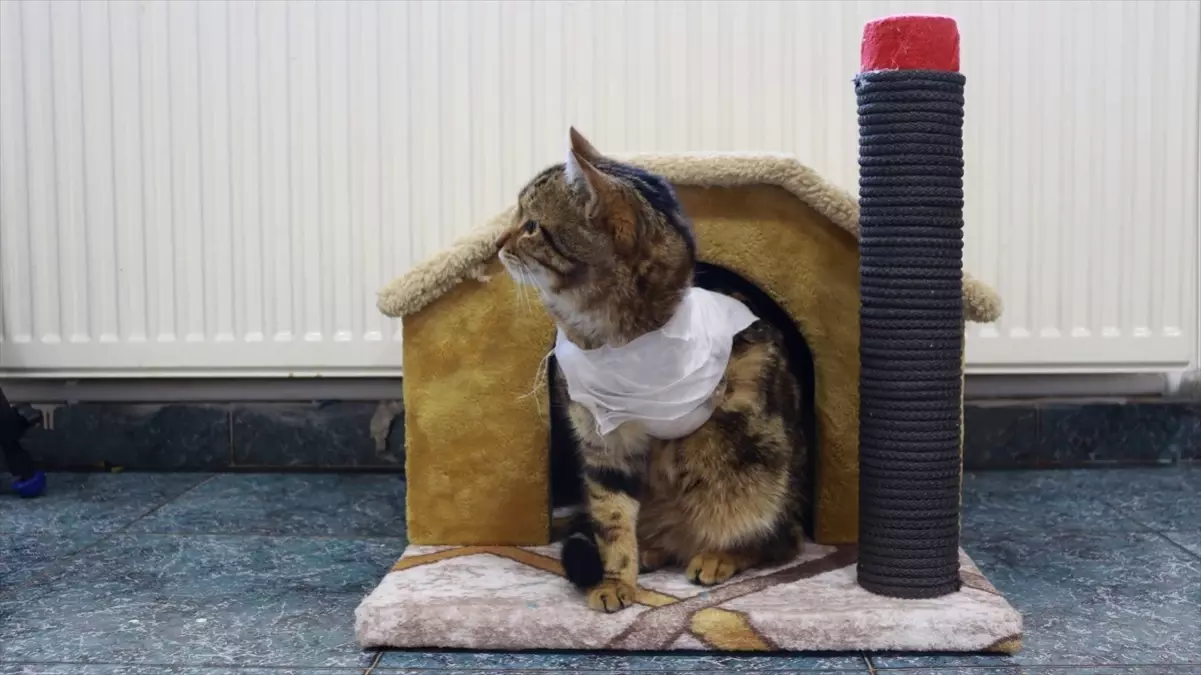 Veteriner Hekim Kedi Sahiplendi